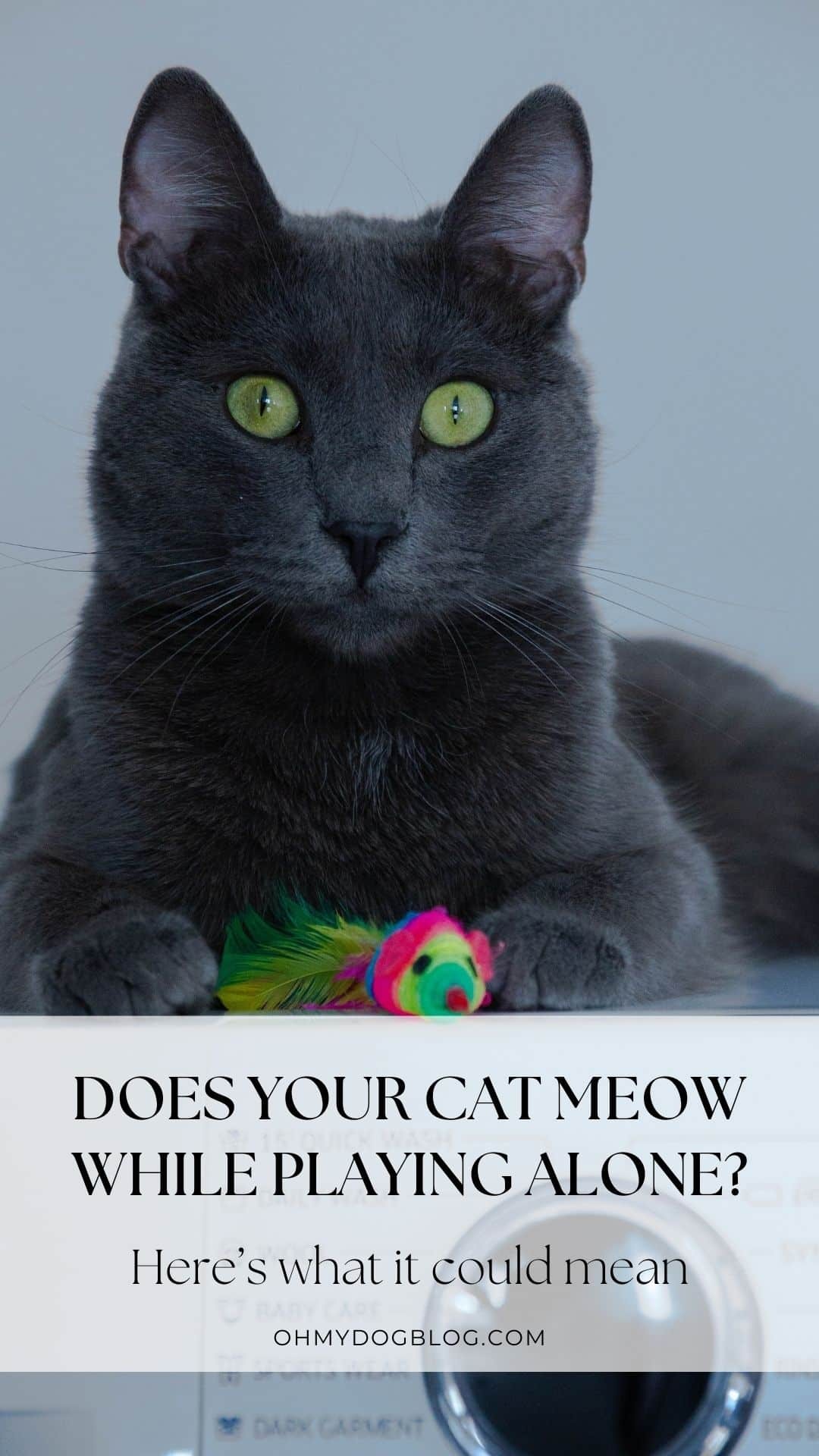 A dark gray cat is centered in the frame. Her fur is medium-length and a little lighter around her nose and mouth. She has vibrant green eyes looking straight into the camera. Underneath her right paw, she pins down a neon pink, green, and yellow toy mouse. The text overlay reads: Does your cat meow while playing alone? Here